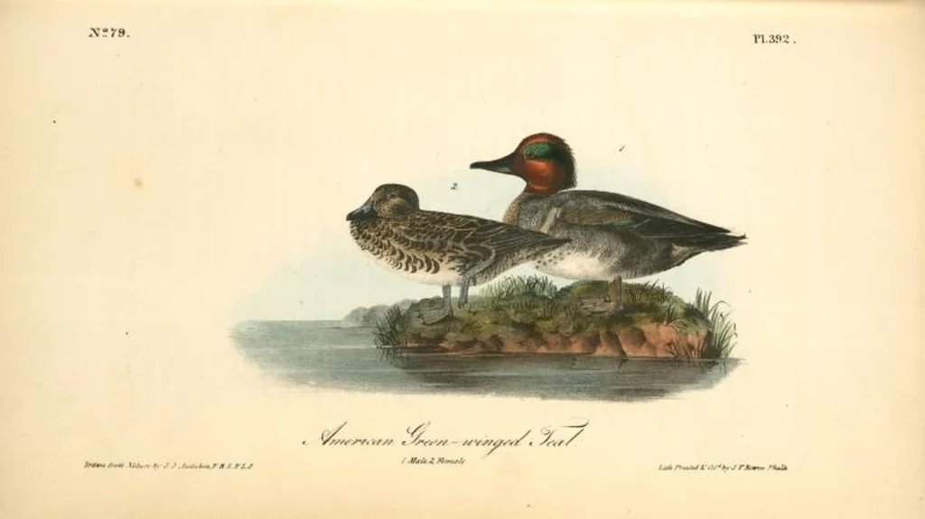 An illustration from The birds of America, from drawings made in the United States and their territories. By John James Audubon, 1840, leaf 397