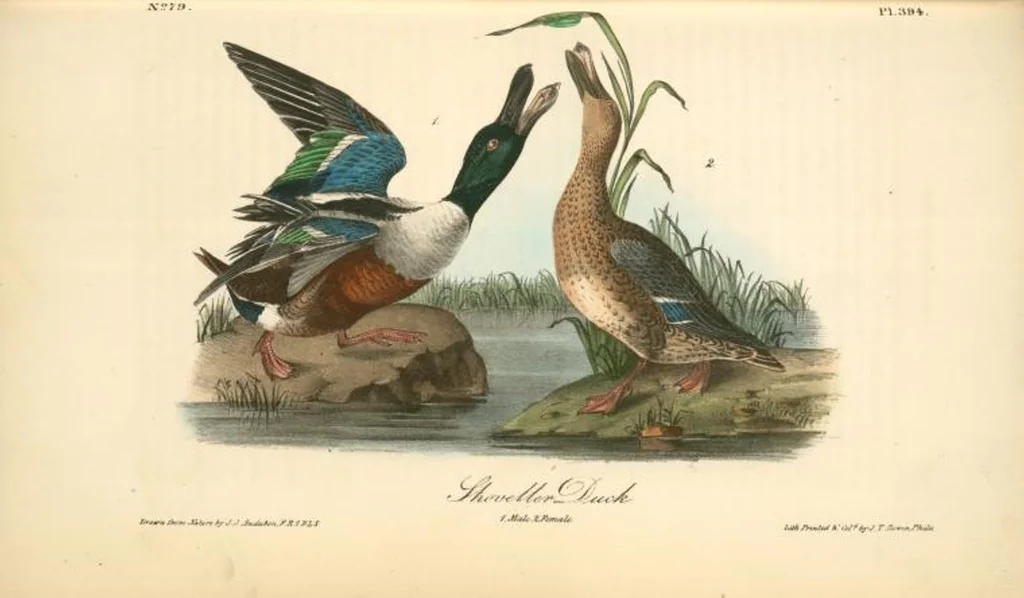 An illustration from The birds of America, from drawings made in the United States and their territories. By John James Audubon, 1840, leaf 399