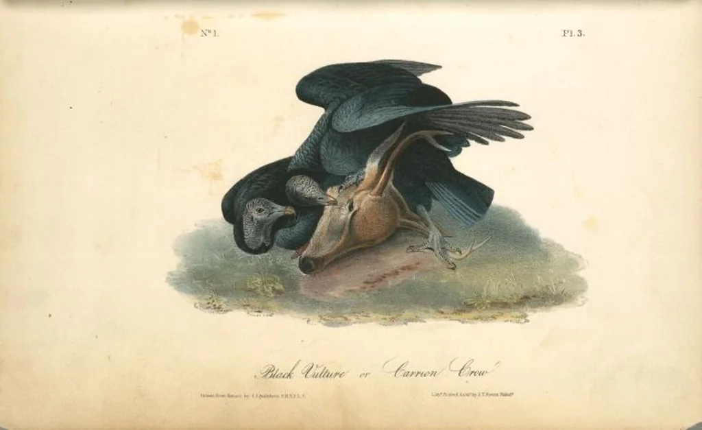 An illustration from The birds of America, from drawings made in the United States and their territories. By John James Audubon, 1840, leaf 4