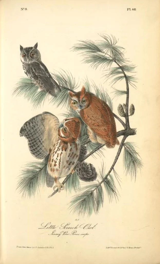 An illustration from The birds of America, from drawings made in the United States and their territories. By John James Audubon, 1840, leaf 40