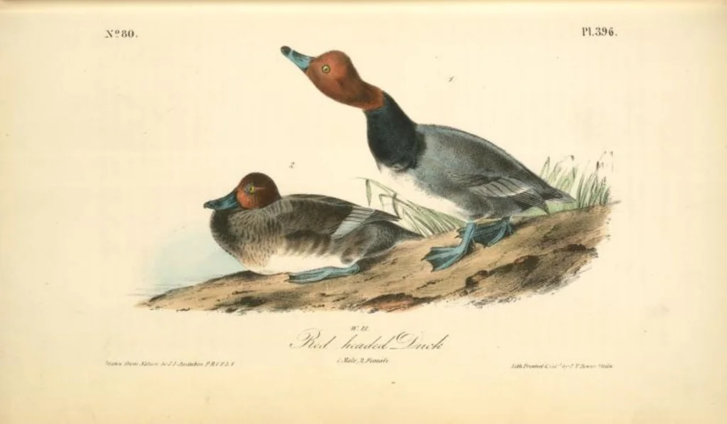 An illustration from The birds of America, from drawings made in the United States and their territories. By John James Audubon, 1840, leaf 401