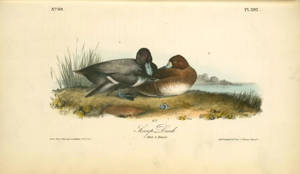 An illustration from The birds of America, from drawings made in the United States and their territories. By John James Audubon, 1840, leaf 402