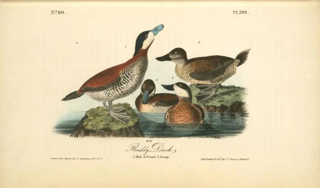 An illustration from The birds of America, from drawings made in the United States and their territories. By John James Audubon, 1840, leaf 404