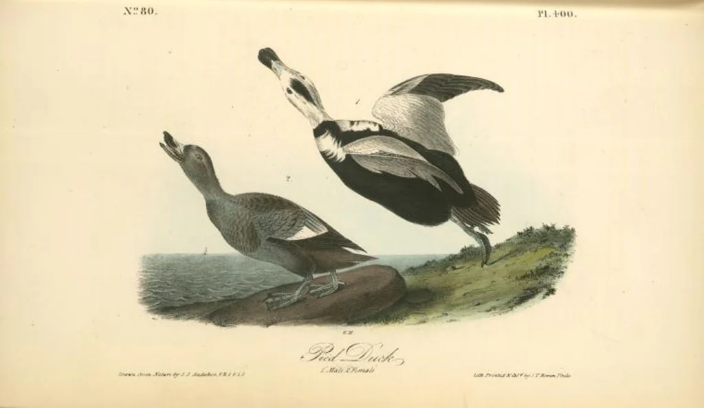 An illustration from The birds of America, from drawings made in the United States and their territories. By John James Audubon, 1840, leaf 405