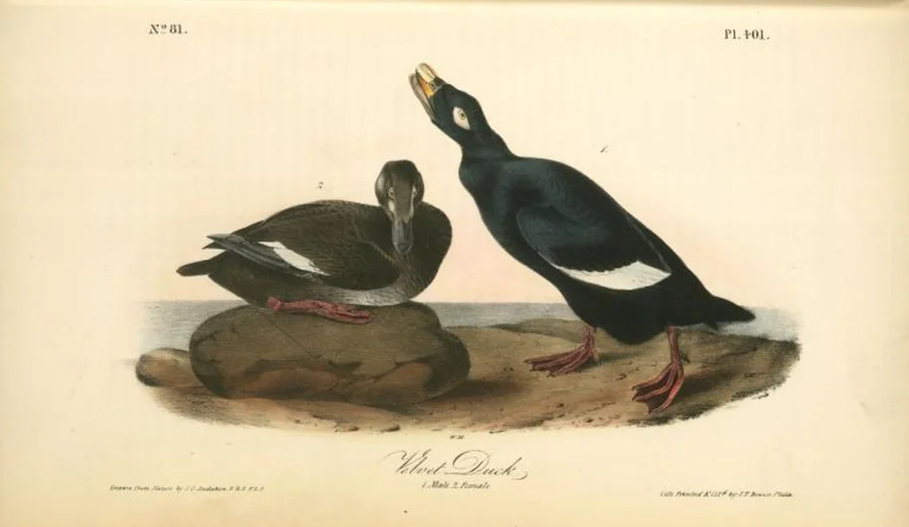 An illustration from The birds of America, from drawings made in the United States and their territories. By John James Audubon, 1840, leaf 406