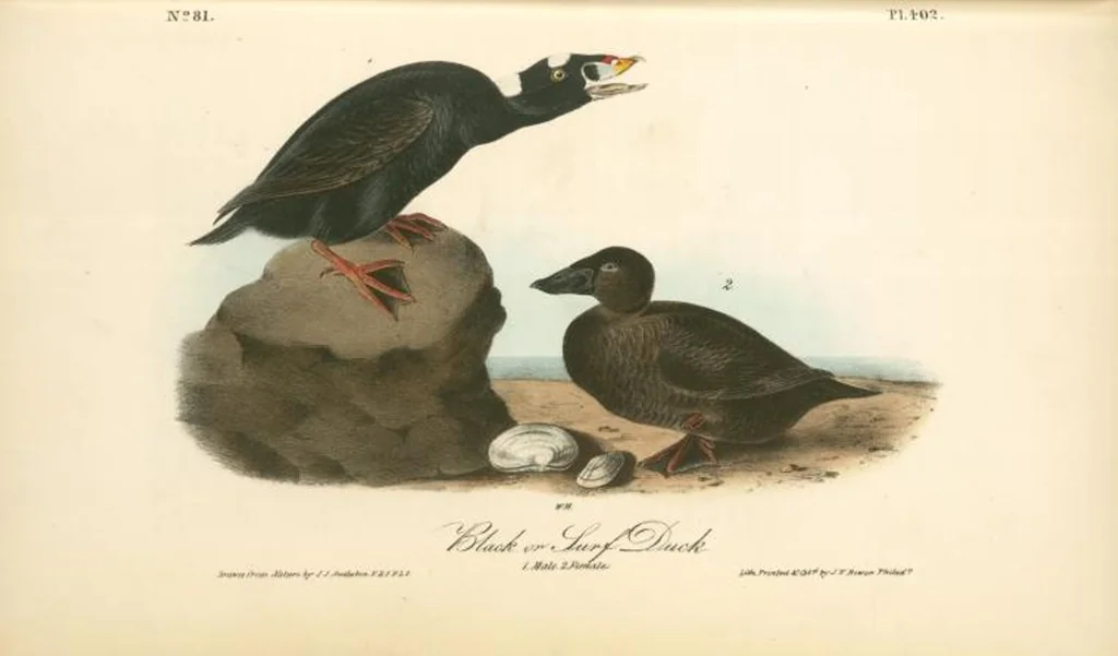 An illustration from The birds of America, from drawings made in the United States and their territories. By John James Audubon, 1840, leaf 407