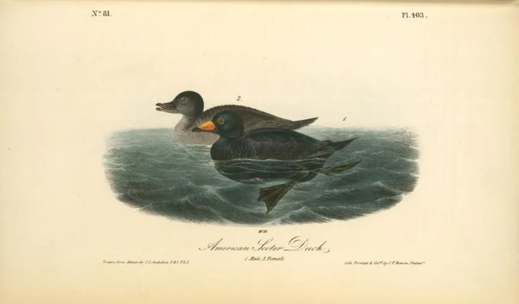 An illustration from The birds of America, from drawings made in the United States and their territories. By John James Audubon, 1840, leaf 408