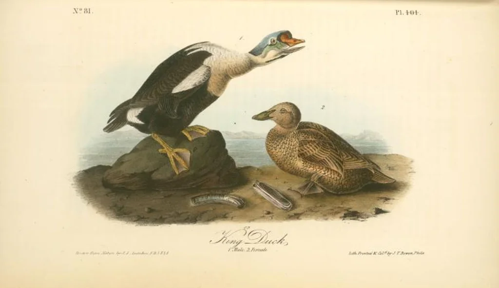 An illustration from The birds of America, from drawings made in the United States and their territories. By John James Audubon, 1840, leaf 409