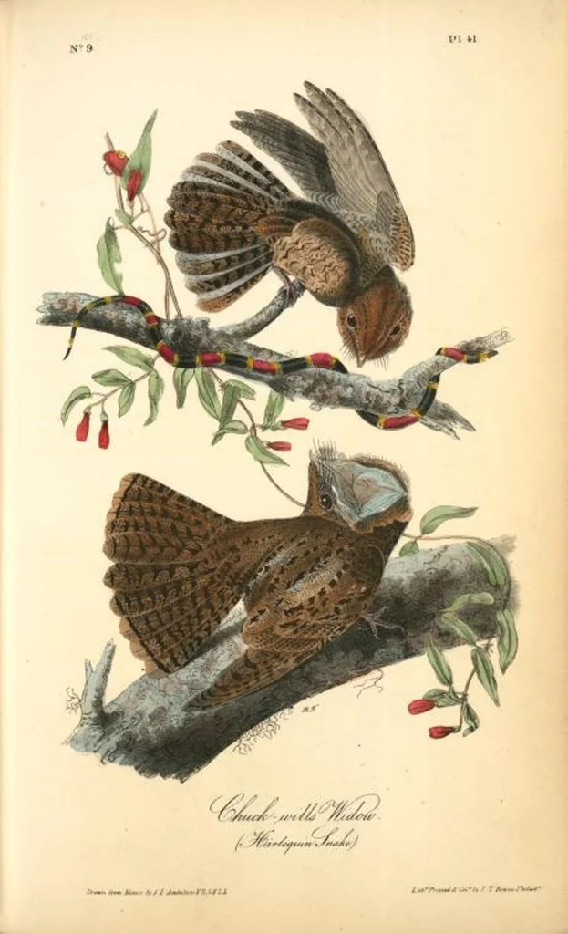 An illustration from The birds of America, from drawings made in the United States and their territories. By John James Audubon, 1840, leaf 41