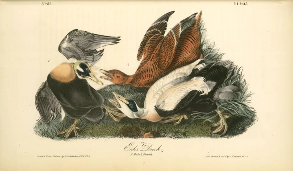 An illustration from The birds of America, from drawings made in the United States and their territories. By John James Audubon, 1840, leaf 410