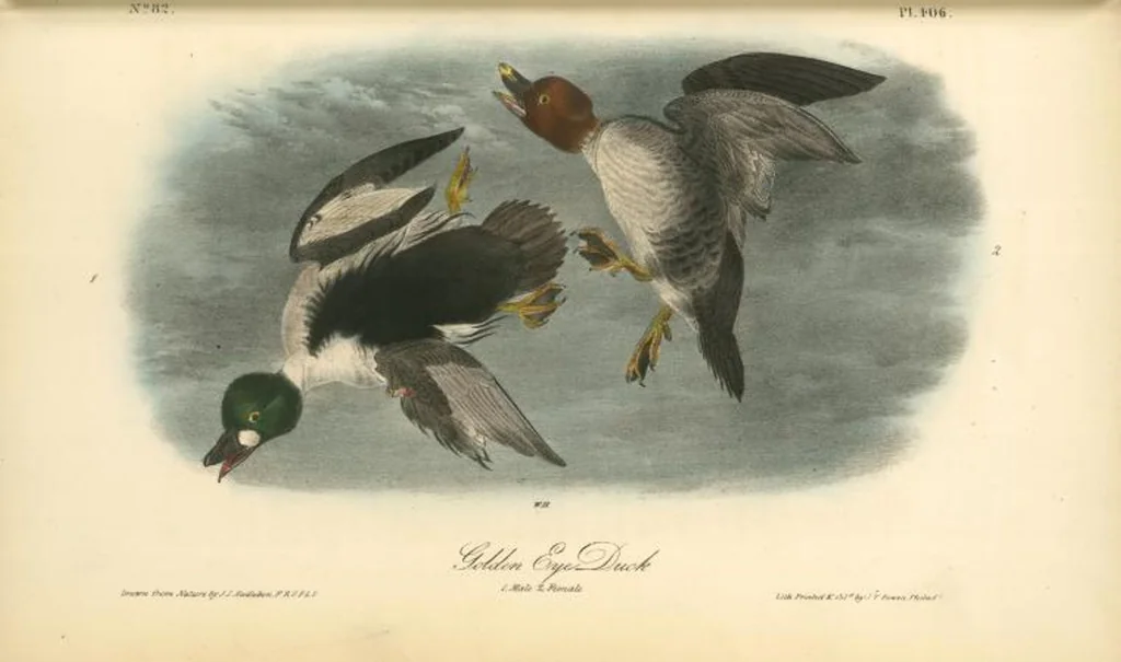 An illustration from The birds of America, from drawings made in the United States and their territories. By John James Audubon, 1840, leaf 411