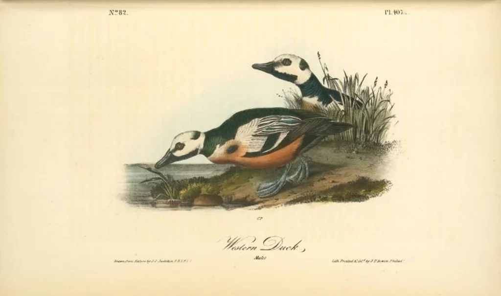 An illustration from The birds of America, from drawings made in the United States and their territories. By John James Audubon, 1840, leaf 412