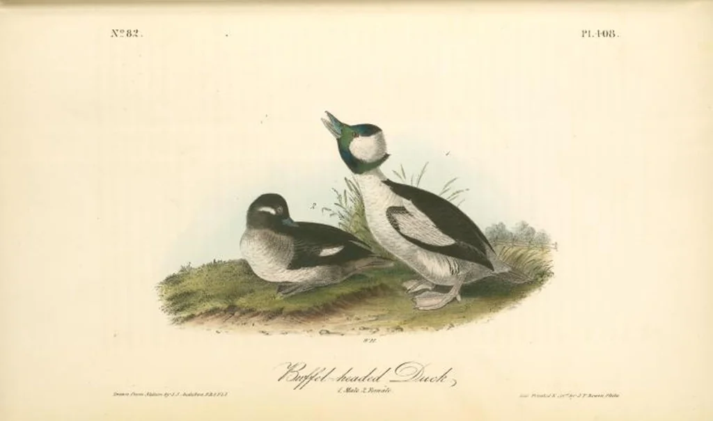 An illustration from The birds of America, from drawings made in the United States and their territories. By John James Audubon, 1840, leaf 413