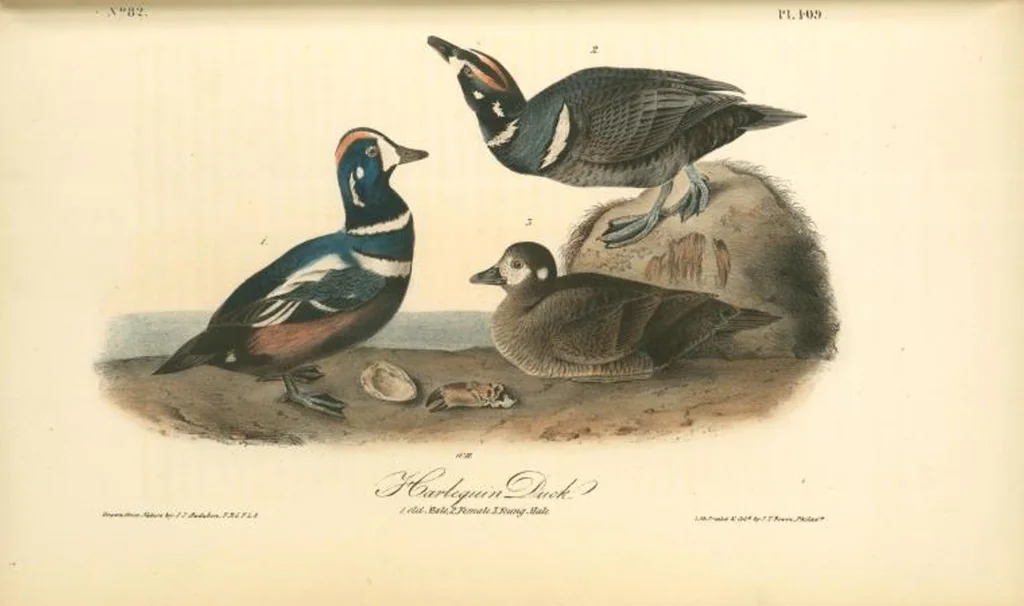 An illustration from The birds of America, from drawings made in the United States and their territories. By John James Audubon, 1840, leaf 414