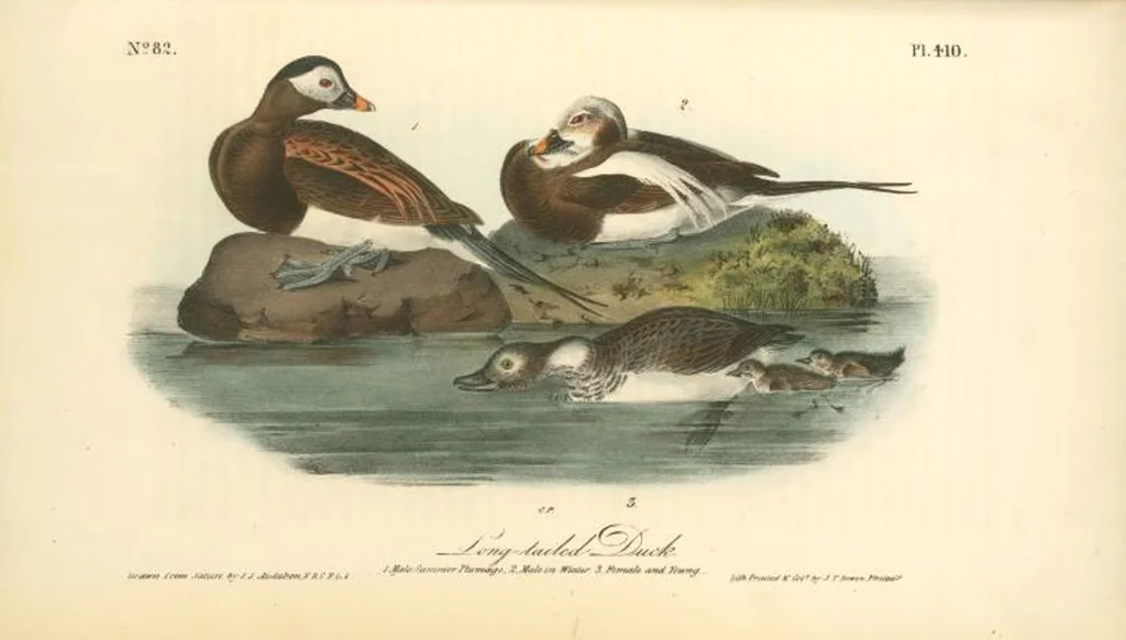 An illustration from The birds of America, from drawings made in the United States and their territories. By John James Audubon, 1840, leaf 415