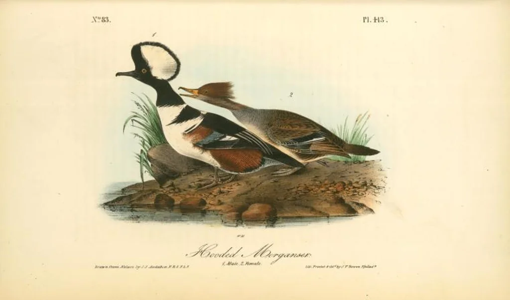 An illustration from The birds of America, from drawings made in the United States and their territories. By John James Audubon, 1840, leaf 418