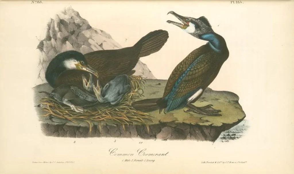 An illustration from The birds of America, from drawings made in the United States and their territories. By John James Audubon, 1840, leaf 420