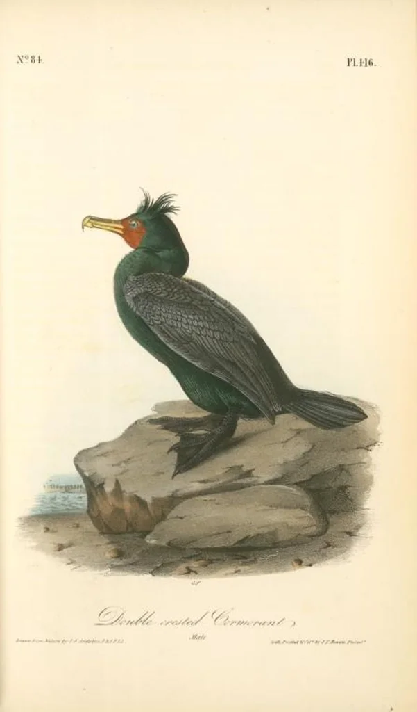 An illustration from The birds of America, from drawings made in the United States and their territories. By John James Audubon, 1840, leaf 421