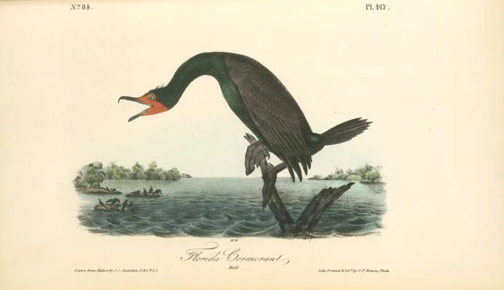 An illustration from The birds of America, from drawings made in the United States and their territories. By John James Audubon, 1840, leaf 422