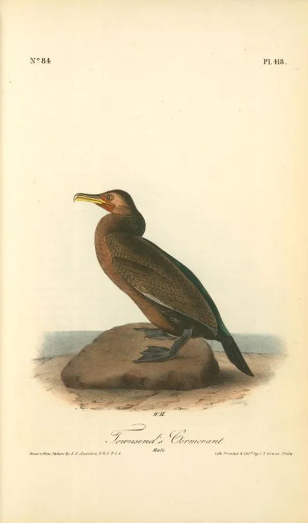 An illustration from The birds of America, from drawings made in the United States and their territories. By John James Audubon, 1840, leaf 423