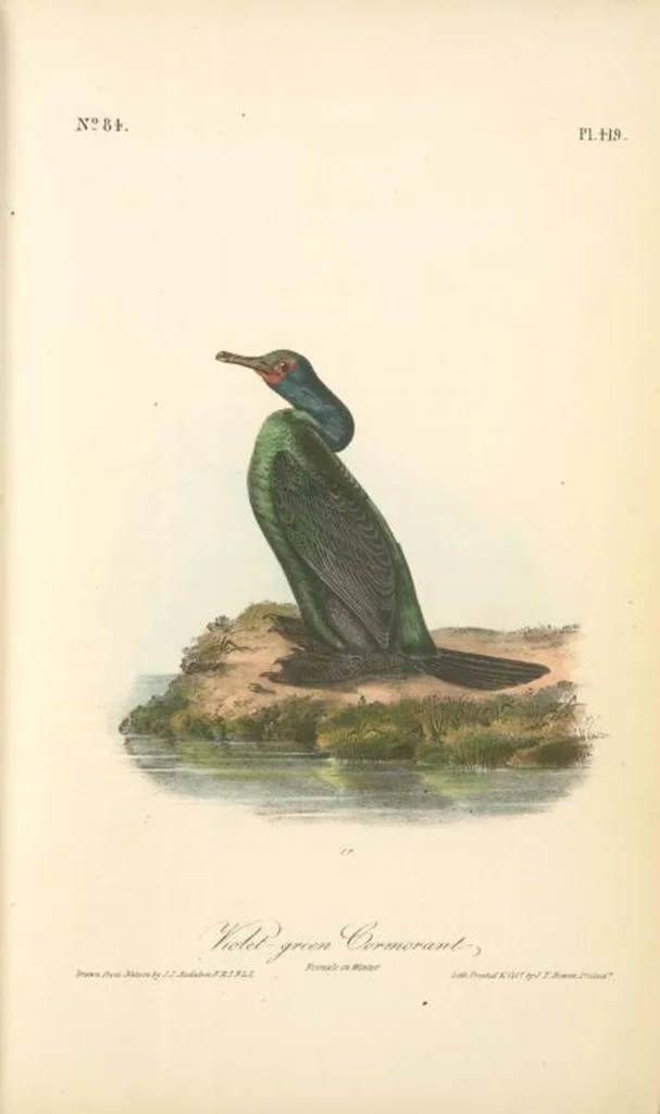An illustration from The birds of America, from drawings made in the United States and their territories. By John James Audubon, 1840, leaf 424
