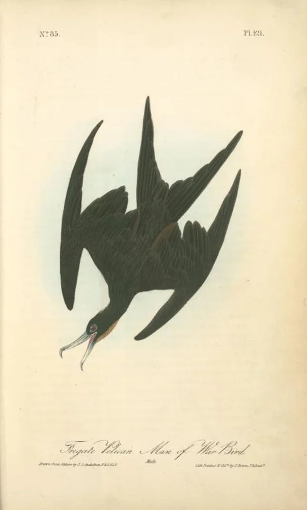 An illustration from The birds of America, from drawings made in the United States and their territories. By John James Audubon, 1840, leaf 427