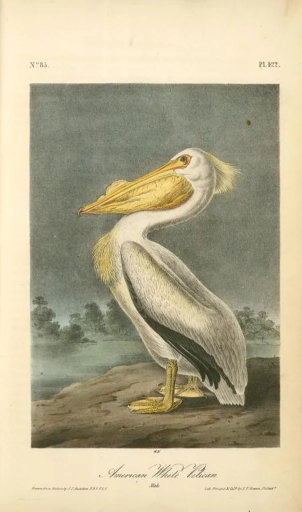 An illustration from The birds of America, from drawings made in the United States and their territories. By John James Audubon, 1840, leaf 428
