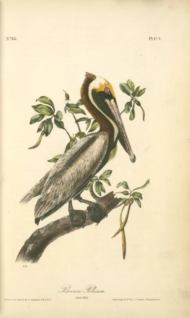 An illustration from The birds of America, from drawings made in the United States and their territories. By John James Audubon, 1840, leaf 429