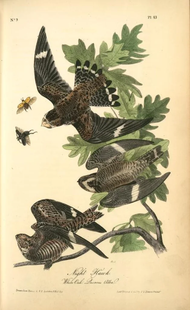 An illustration from The birds of America, from drawings made in the United States and their territories. By John James Audubon, 1840, leaf 43