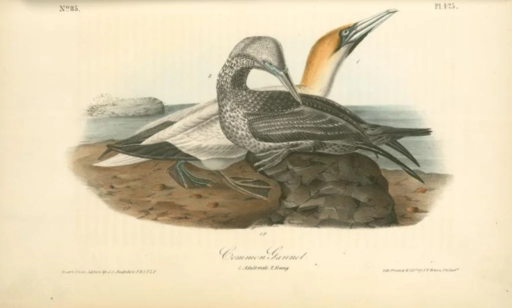 An illustration from The birds of America, from drawings made in the United States and their territories. By John James Audubon, 1840, leaf 431