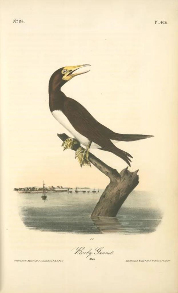 An illustration from The birds of America, from drawings made in the United States and their territories. By John James Audubon, 1840, leaf 432