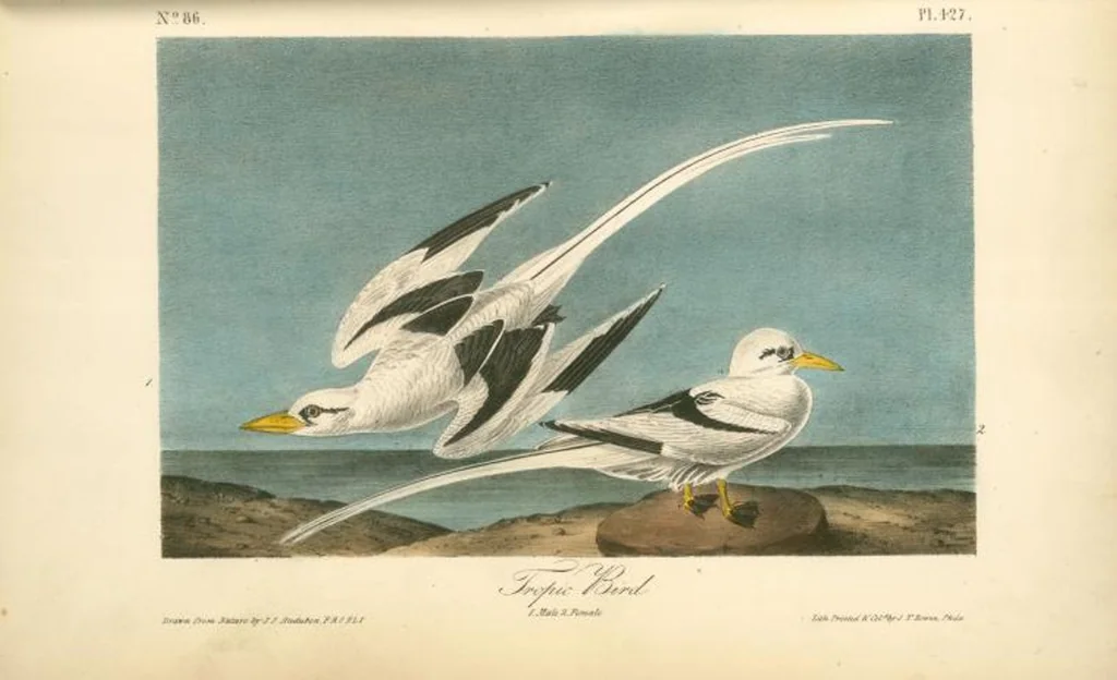 An illustration from The birds of America, from drawings made in the United States and their territories. By John James Audubon, 1840, leaf 433