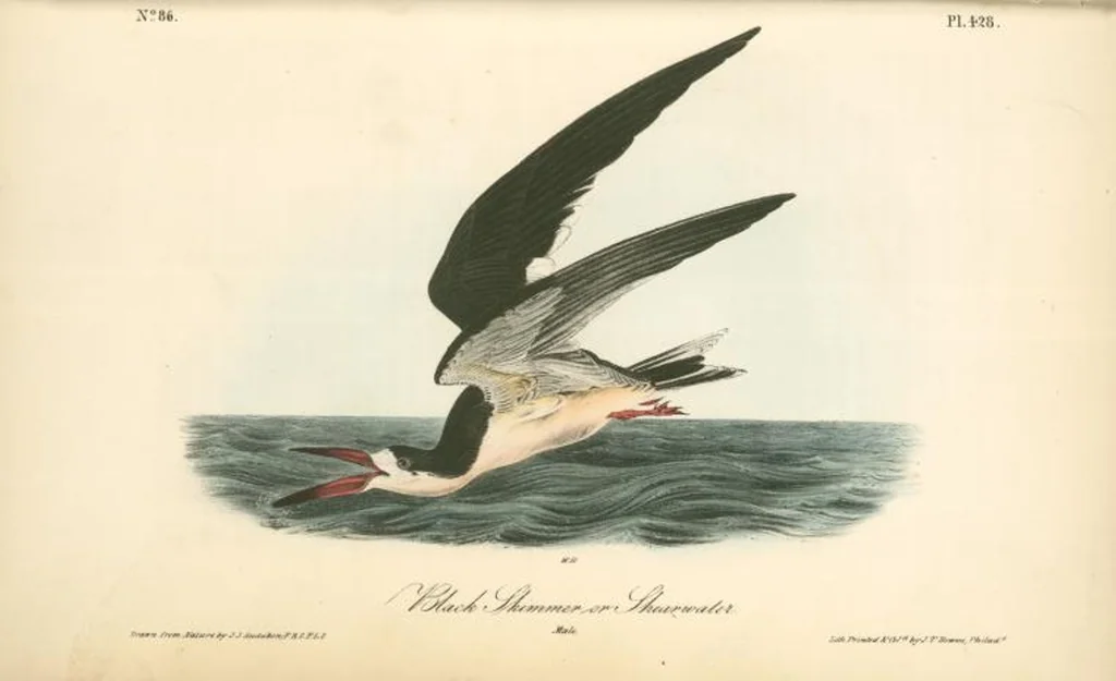 An illustration from The birds of America, from drawings made in the United States and their territories. By John James Audubon, 1840, leaf 434