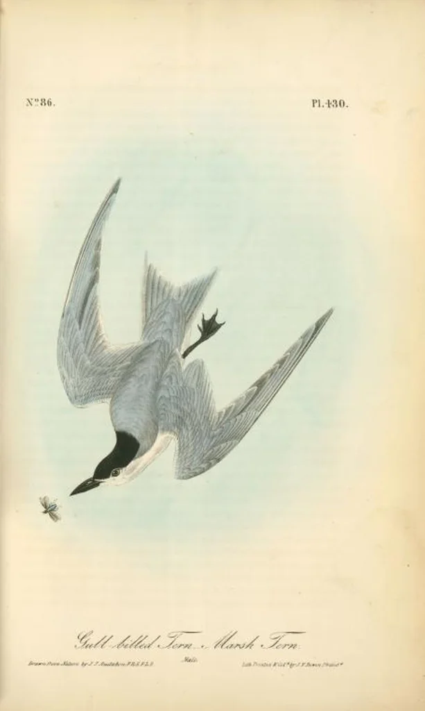An illustration from The birds of America, from drawings made in the United States and their territories. By John James Audubon, 1840, leaf 436