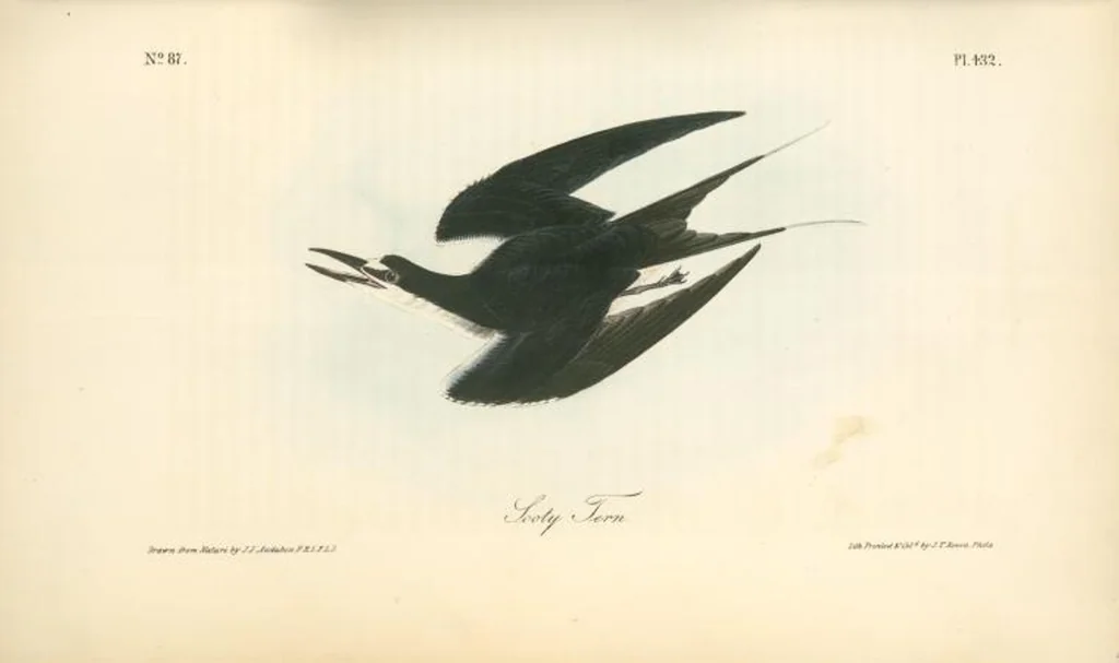 An illustration from The birds of America, from drawings made in the United States and their territories. By John James Audubon, 1840, leaf 438