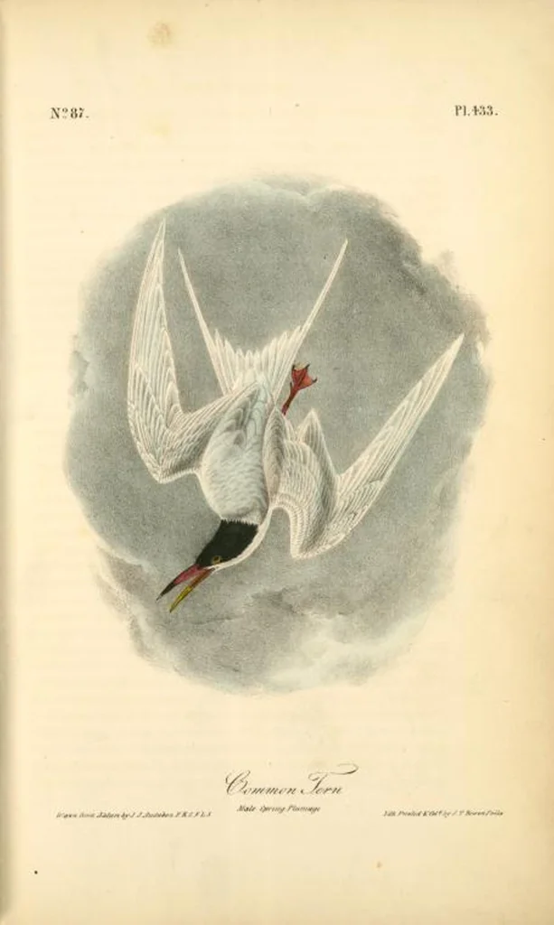 An illustration from The birds of America, from drawings made in the United States and their territories. By John James Audubon, 1840, leaf 439