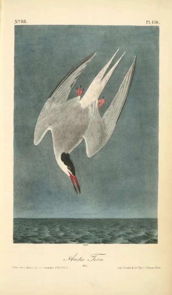 An illustration from The birds of America, from drawings made in the United States and their territories. By John James Audubon, 1840, leaf 442