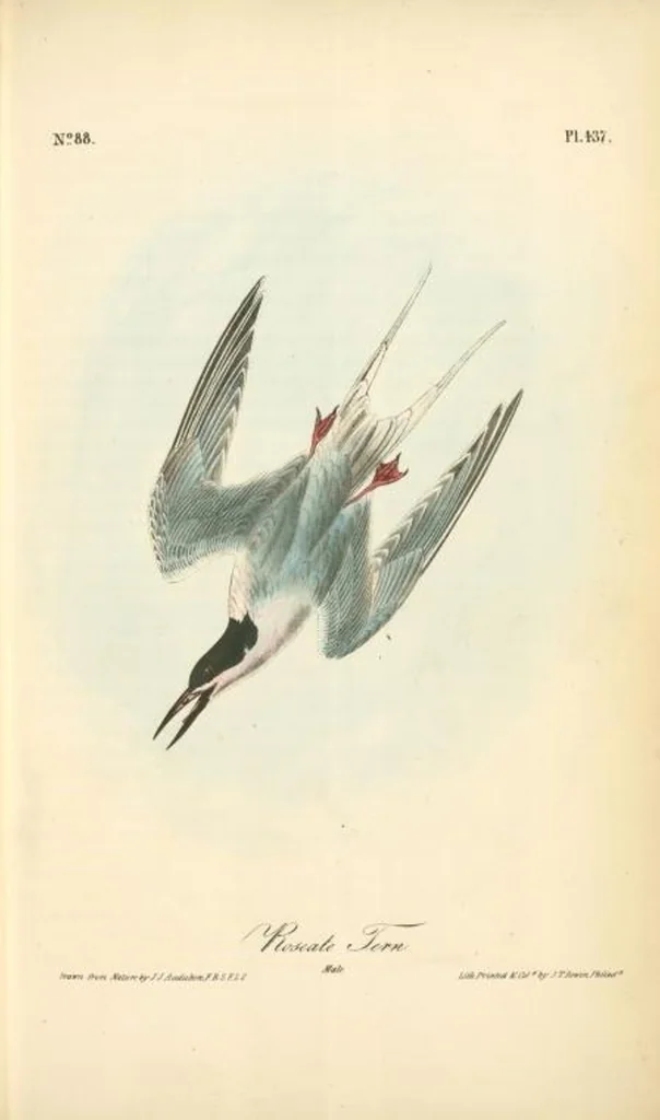 An illustration from The birds of America, from drawings made in the United States and their territories. By John James Audubon, 1840, leaf 443