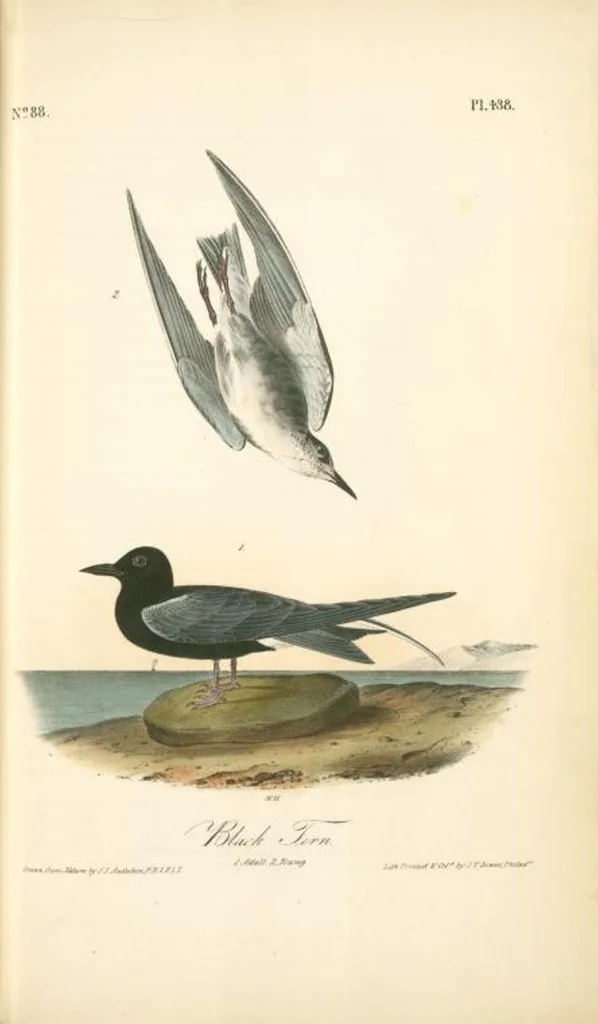 An illustration from The birds of America, from drawings made in the United States and their territories. By John James Audubon, 1840, leaf 444