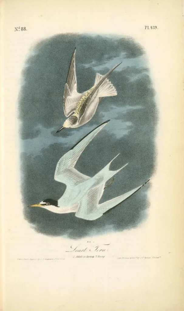 An illustration from The birds of America, from drawings made in the United States and their territories. By John James Audubon, 1840, leaf 445