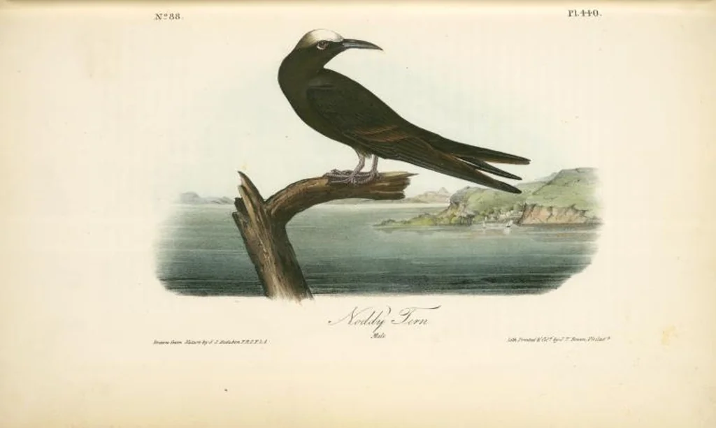 An illustration from The birds of America, from drawings made in the United States and their territories. By John James Audubon, 1840, leaf 446