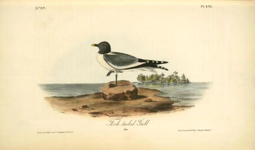 An illustration from The birds of America, from drawings made in the United States and their territories. By John James Audubon, 1840, leaf 447