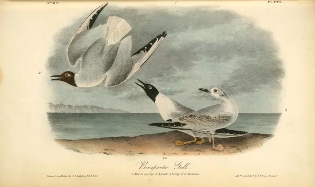 An illustration from The birds of America, from drawings made in the United States and their territories. By John James Audubon, 1840, leaf 448