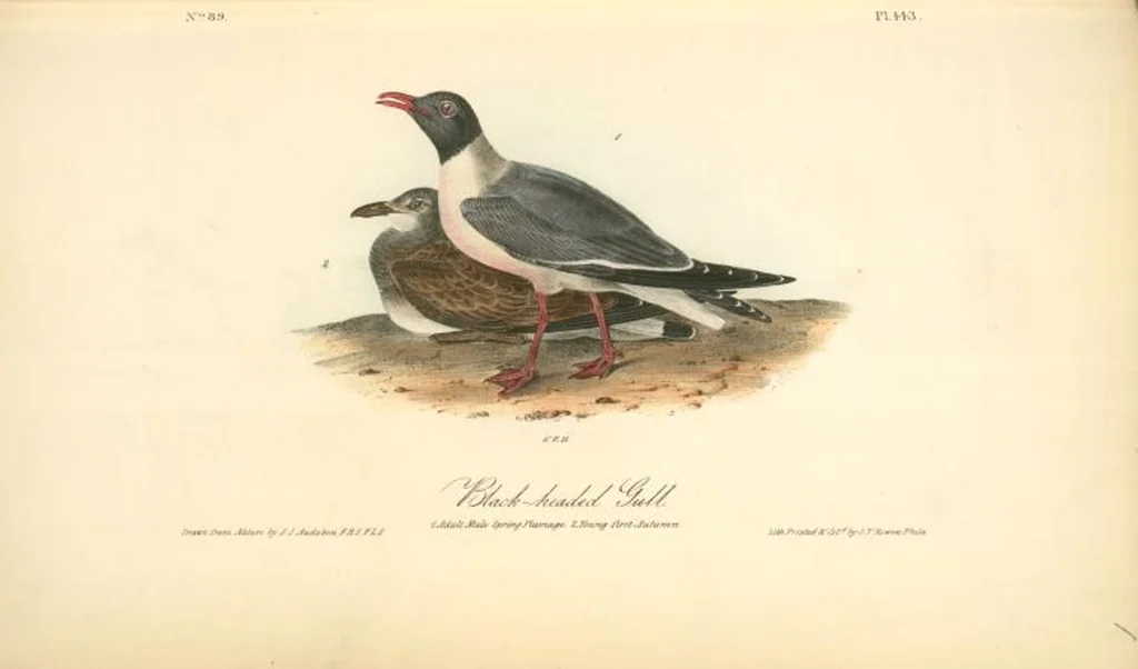 An illustration from The birds of America, from drawings made in the United States and their territories. By John James Audubon, 1840, leaf 449