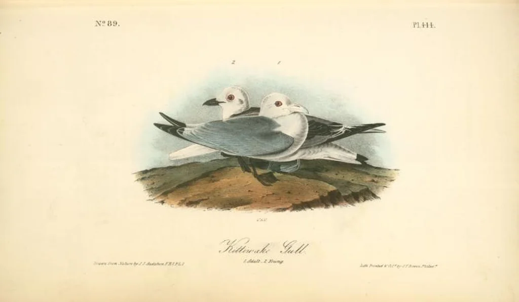 An illustration from The birds of America, from drawings made in the United States and their territories. By John James Audubon, 1840, leaf 450