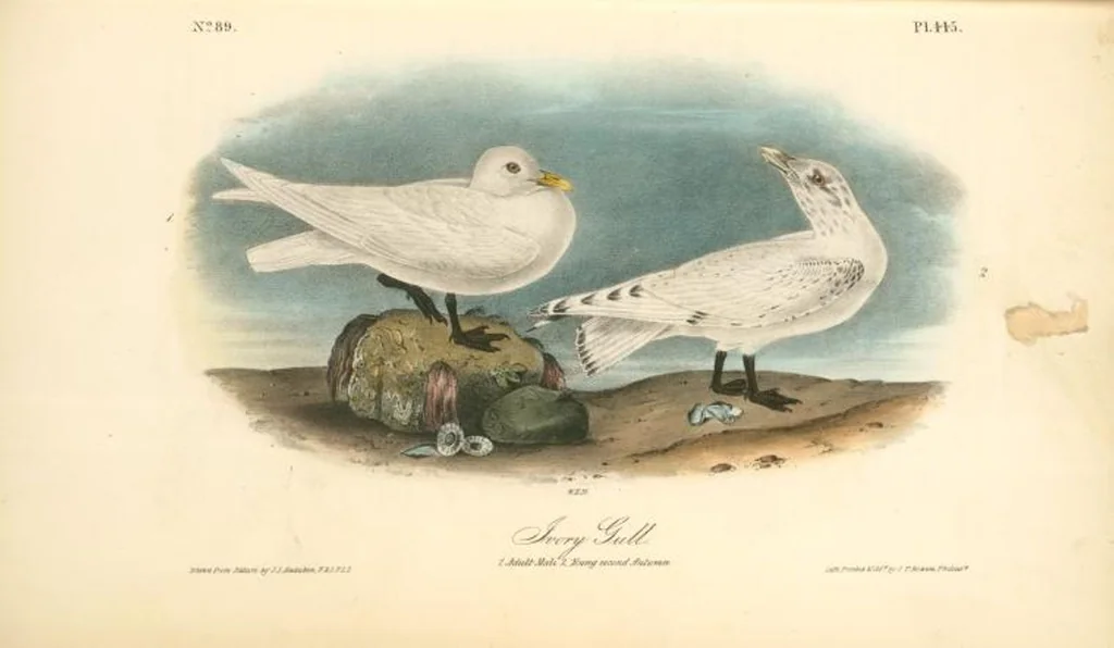 An illustration from The birds of America, from drawings made in the United States and their territories. By John James Audubon, 1840, leaf 451
