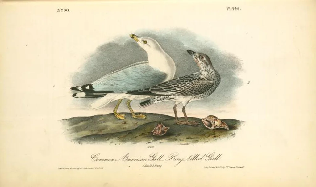 An illustration from The birds of America, from drawings made in the United States and their territories. By John James Audubon, 1840, leaf 452