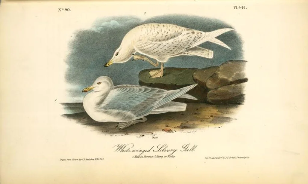 An illustration from The birds of America, from drawings made in the United States and their territories. By John James Audubon, 1840, leaf 453