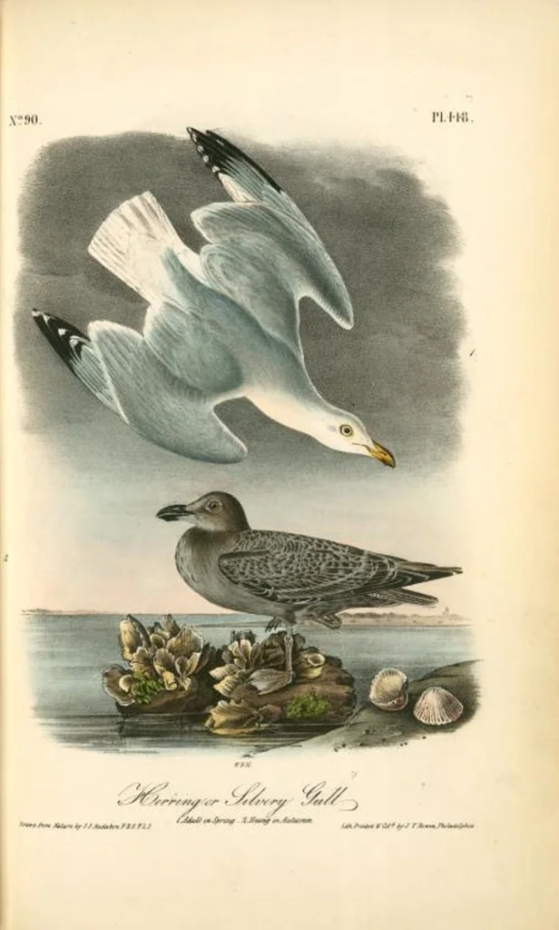 An illustration from The birds of America, from drawings made in the United States and their territories. By John James Audubon, 1840, leaf 454