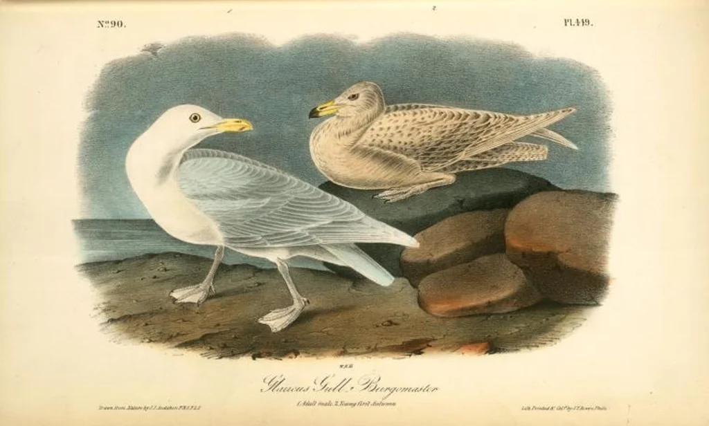 An illustration from The birds of America, from drawings made in the United States and their territories. By John James Audubon, 1840, leaf 455